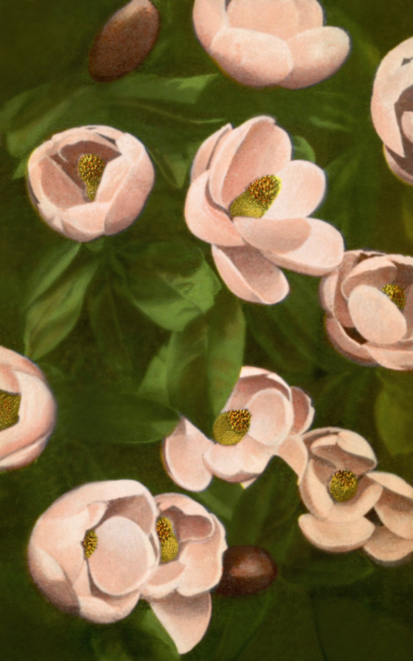 Light pink flowers set in green leaves. 