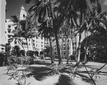 Load image into Gallery viewer, Black and white photo of palm trees in large grove with a hotel in the background.